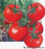 供应红旺1号番茄种子