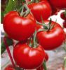 供应格朗F1—番茄种子