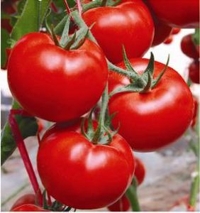 供应格朗F1—番茄种子