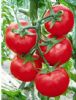 供应格丽F1—番茄种子