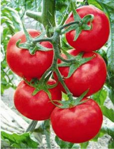 供应格丽F1—番茄种子