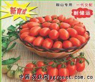 供应金鹤玉女—番茄种子