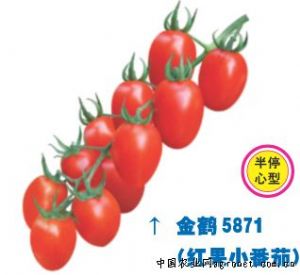 供应裕友5871—番茄种子