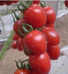 供应秀美—番茄种子