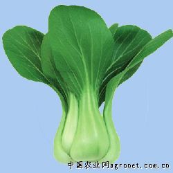 供应华京—白菜种子