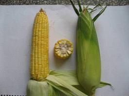 供应正甜68—玉米种子