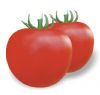 供应东方红二号番茄—番茄种子