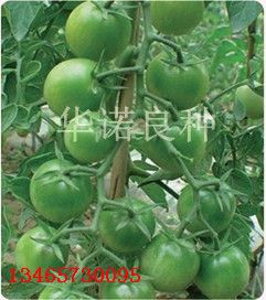 供应绿番茄—番茄种子