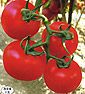鼎坚番茄——番茄种子