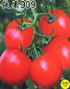 供应铁果909——番茄种子