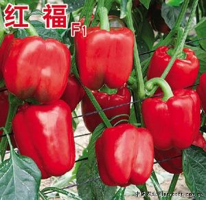 供应红福F1—甜椒种子