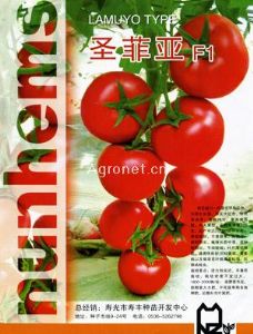 供应圣菲亚F1---耐寒大红番茄种子