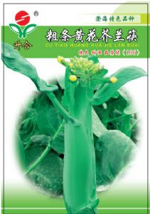 供应粗条黄花芥兰筷—芥蓝种子
