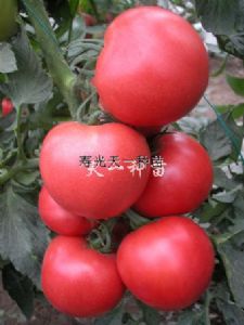 供应荣威二号—番茄种子