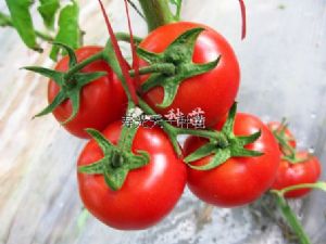 供应亚美二号—番茄种子