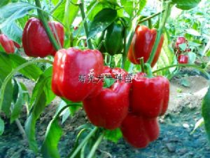 供应迪奥——红色彩椒种子