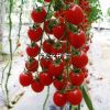 供应红天使—樱桃番茄种子
