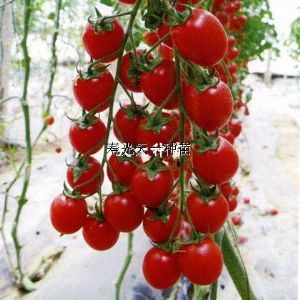 供应红天使—樱桃番茄种子