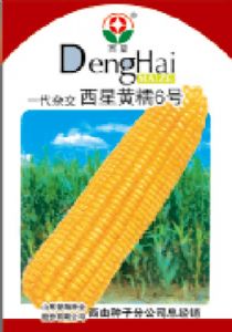 供应西星黄糯6号——玉米种子