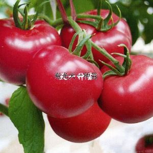供应荣威改良三号—番茄种子