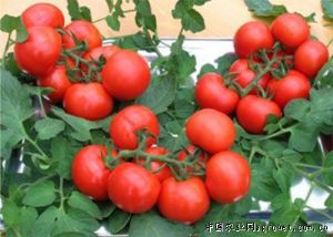 供应丽娜（74-205）——番茄种子