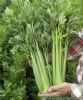 供应文图拉——西芹种子 