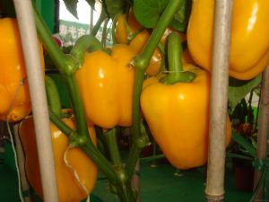 供应金宝甜椒种子—甜椒种子