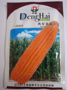 供应西星黄糯八号—菜用玉米种子