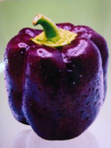 供应紫美甜椒—甜椒种子