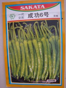 供应日本SAKATA成功六号—辣椒种子