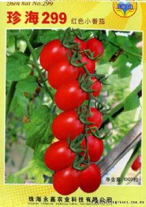 供应珍海299—番茄种子