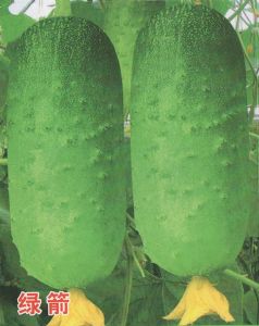 供应绿箭—黄瓜种子