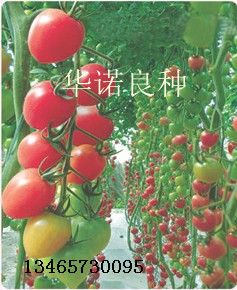 供应精品粉玉女—番茄种子