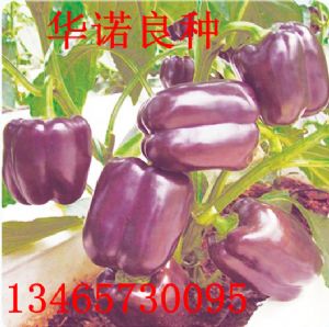 供应紫威尔甜椒种子