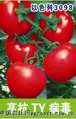 供应以色列3098—番茄种子