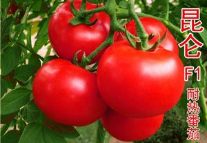 供应昆仑—硬果番茄种子