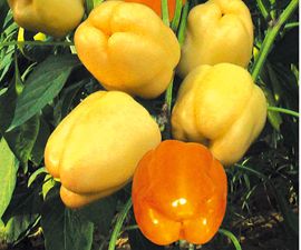 供应吉普赛—甜椒种子