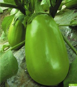 供应绿抗—绿茄种子