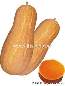 供应蜜橙-南瓜种子
