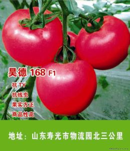 供应昊德168F1—番茄种苗