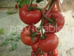 供应美粉先锋-大果型粉果番茄种子