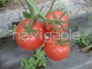供应杰利雅-抗TY粉果番茄种子