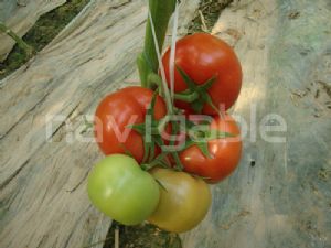 供应倍耐丽-耐寒大红番茄种子