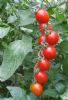 供应红太极5号（高抗TY病毒）—番茄种子