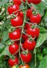 供应红阳—番茄种子