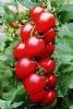 供应红太极—番茄种子