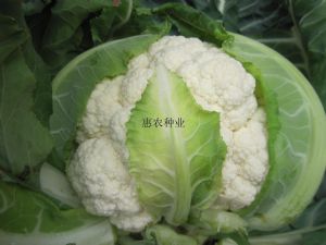 供应雪娇-白花菜种子