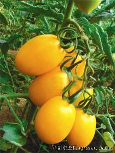 供应欧玛—番茄种子