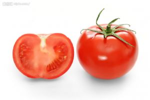 供应大红番茄苗4