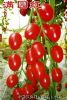 供应满园红—番茄种子